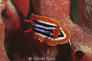 Pyjama on red sponge by Olivier Notz 